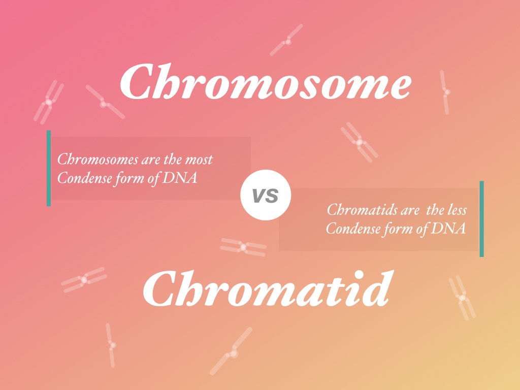 Difference between chromosome vs chromatid.