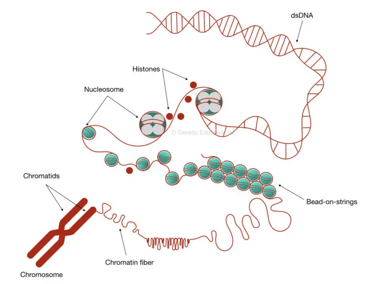 chromosome scaffold protein