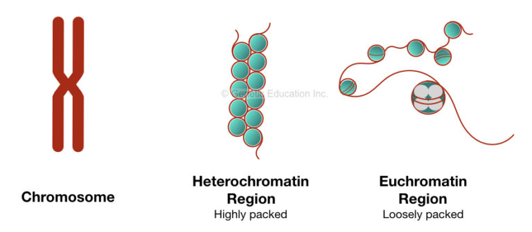 Inside Chromatin: Definition, Structure, And Function – Genetic Education