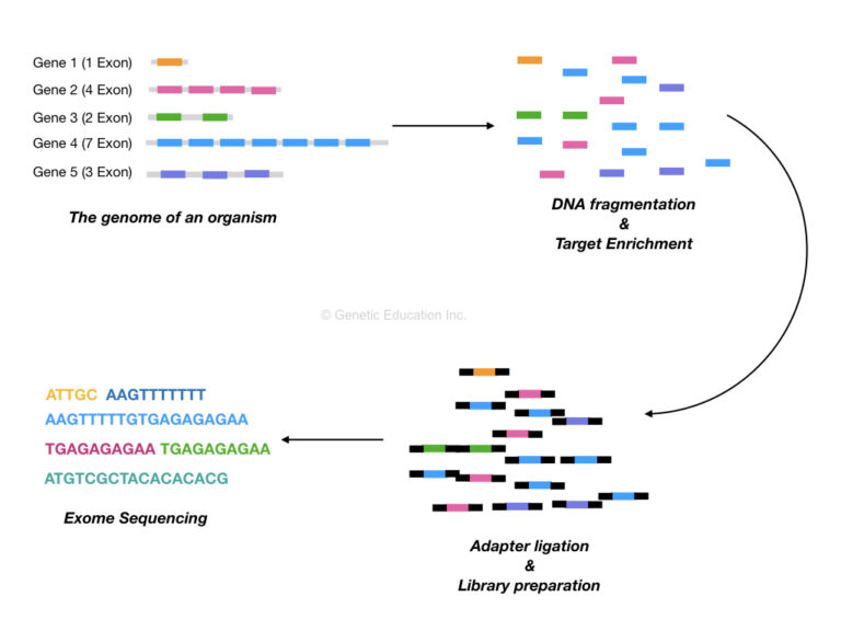 What is WholeExome Sequencing? Education
