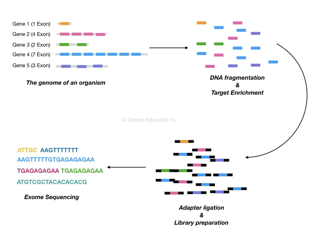 What Is Mean By Sequencing at Ashley Frazier blog