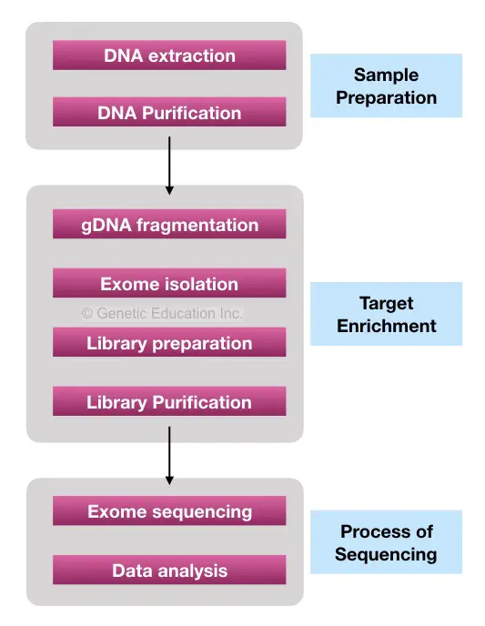 The flow-chart of the process of Whole exome sequencing.