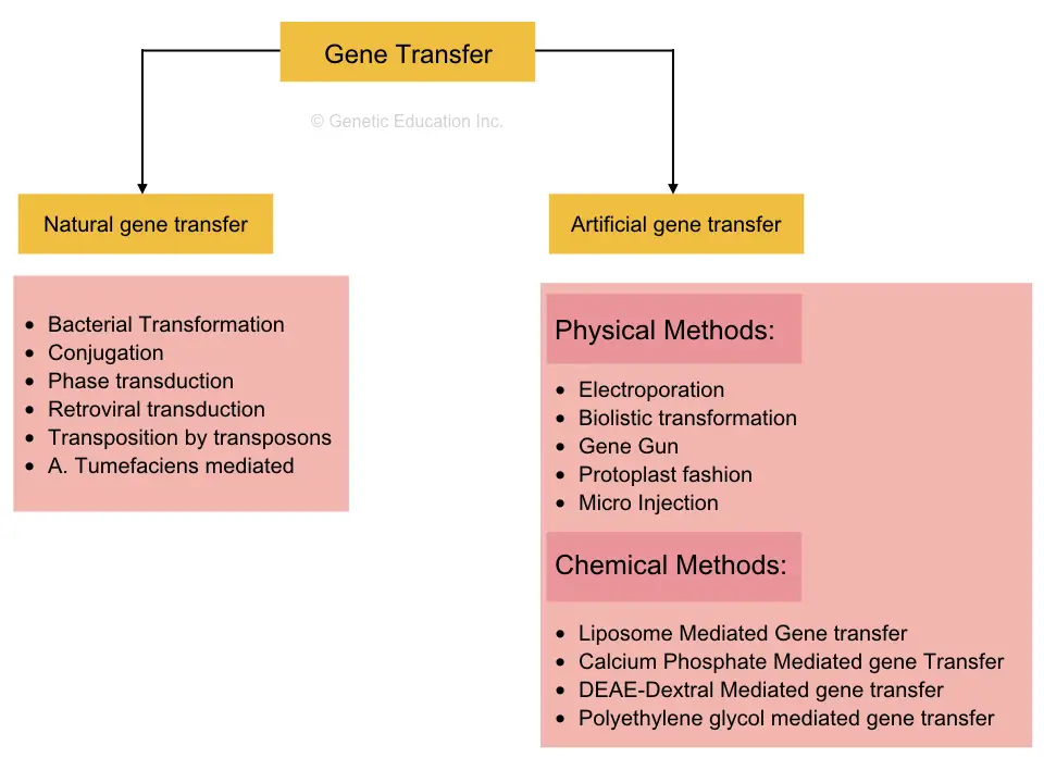 Classification of gene transfer techniques