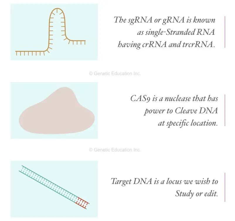 Elements of CRISPR-CAS9; the sgRNA, CAS9 nuclease and the target DNA.