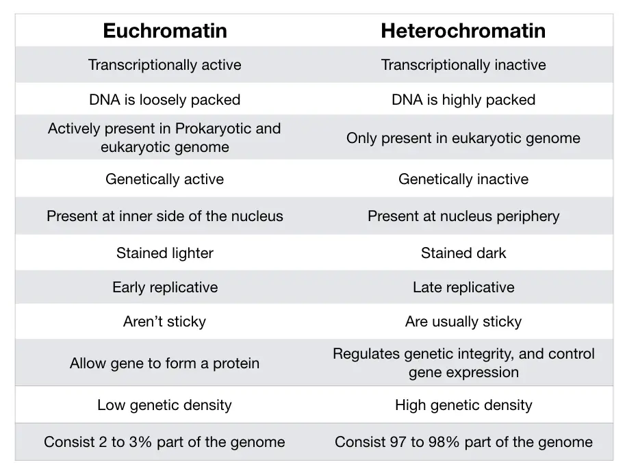 Euchromatin vs Heterochromatin: Differences and Similarities – Genetic  Education