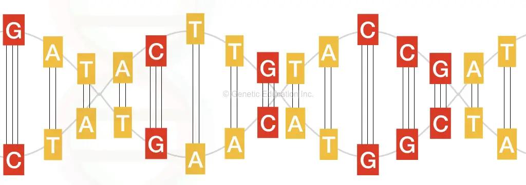 The molecular structure of DNA.