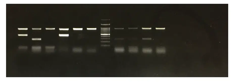 The results of gel electrophoresis of DNA.