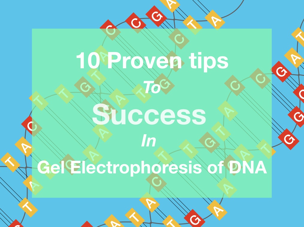 10 proven tips to success in gel electrophoresis of DNA