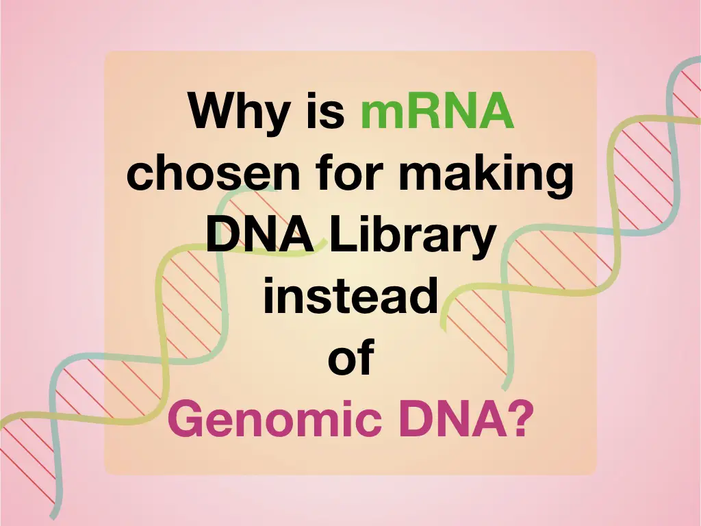 Why is mDNA chosen for making DNA library instead of genomic DNA?
