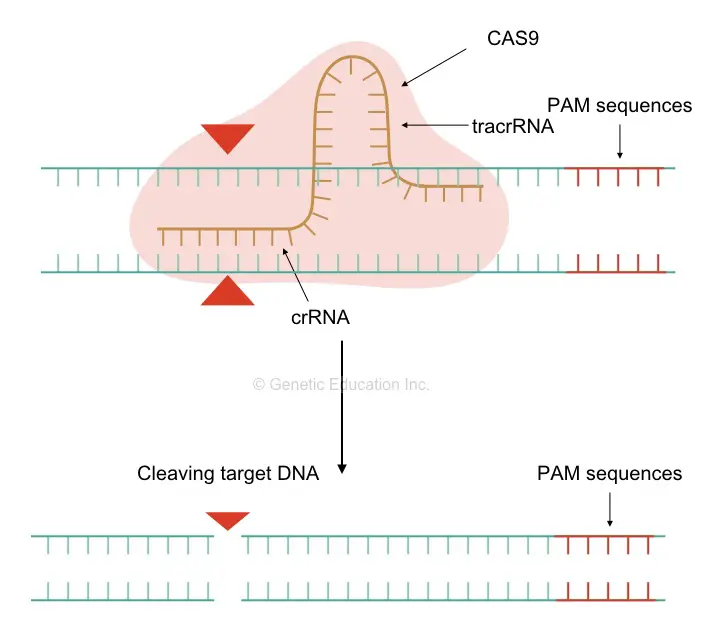 The mechanism of sgRNA mediated gene editing.