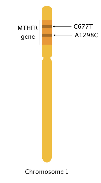 Location of MTHFR gene and mutations C677T and A1298C on chromosome 1