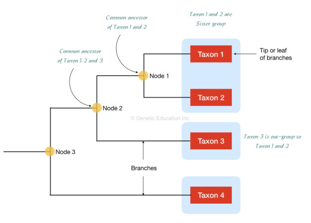 What Is A Phylogenetic Tree And How To Construct It Genetic Education 0469