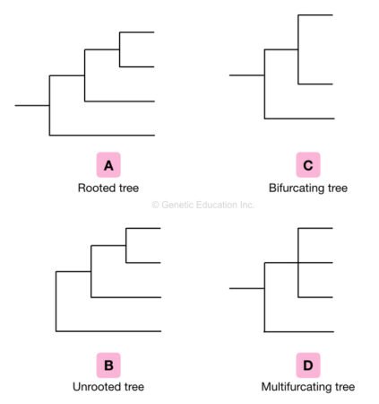What is a Phylogenetic Tree and How to Construct it? – Genetic Education