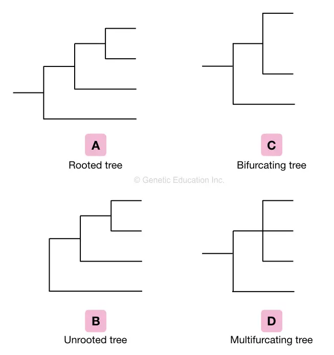 The example of the rooted-tree, unrooted tree, bifurcating tree and multifurcating tree.