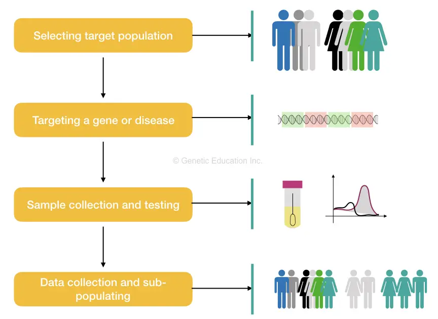 The brief overview of the process of Genetic screening.