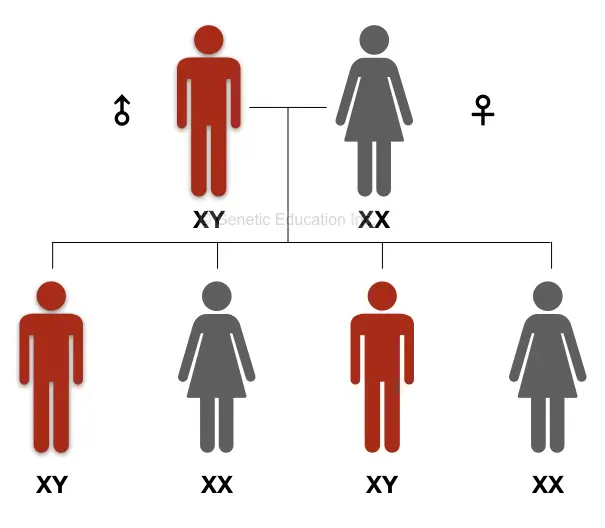 The inheritance pattern of the Y chromosome and related genes.