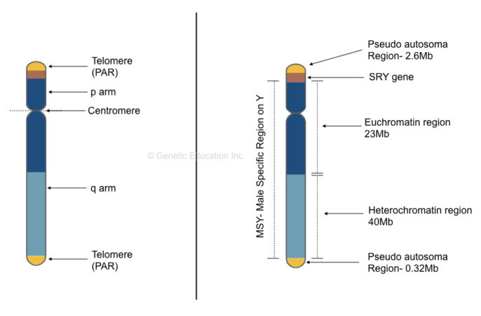 Explaining The Y Chromosome Definition Structure And Function Genetic Education