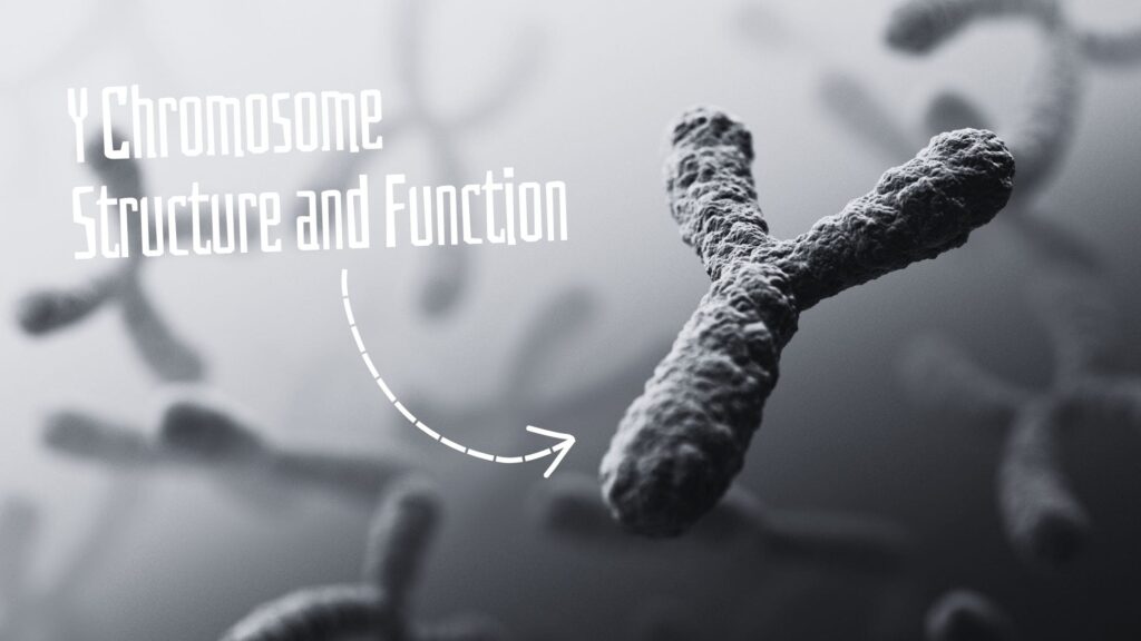 Y chromosome structure and function.