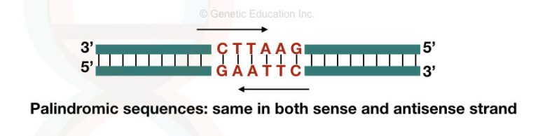 6 base palindromic sequence