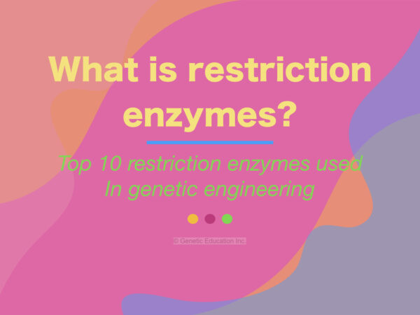 what-are-the-restriction-enzymes-top-10-restriction-enzymes-used-in