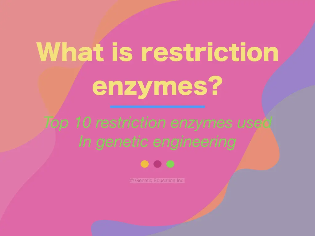 What are the Restriction Enzymes? Top 10 Restriction Enzymes used in Genetic Engineering
