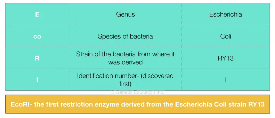 What are the Restriction Enzymes? Top 10 Restriction Enzymes used in