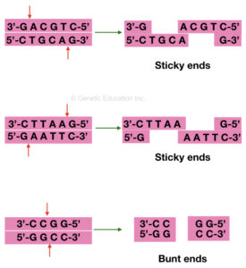 What are the Restriction Enzymes? Top 10 Restriction Enzymes used in ...