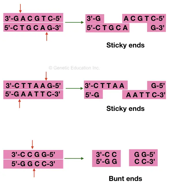 The generation of sticky ends and blunt ends. 