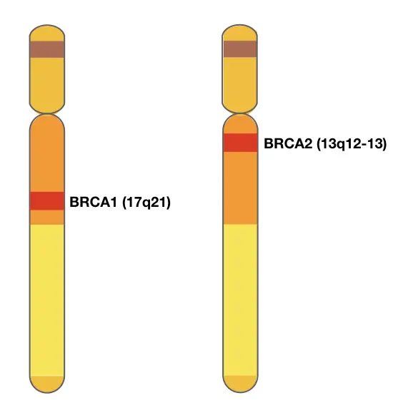 Location of BRCA1 and BRCA2 genes on chromosome 17 and 13, respectively. 