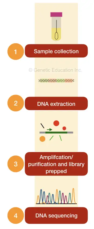 The procedure of genetic testing for breast cancer.