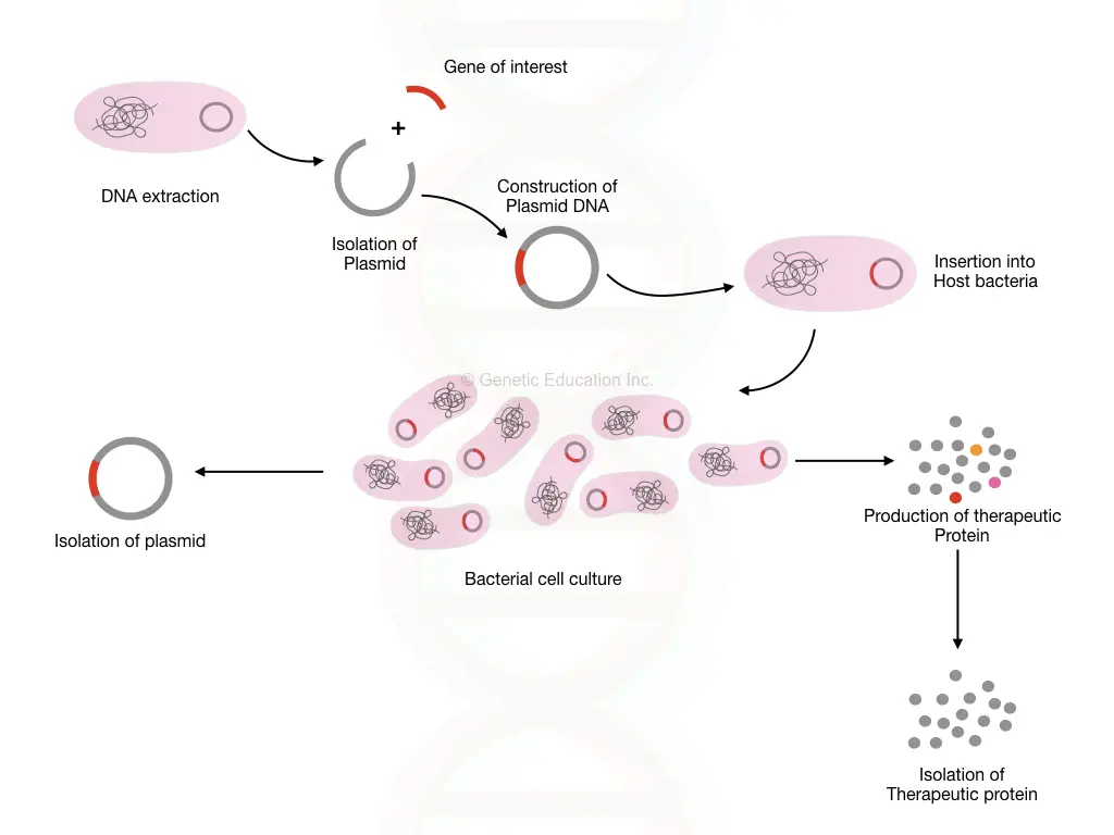 essay about cloning process