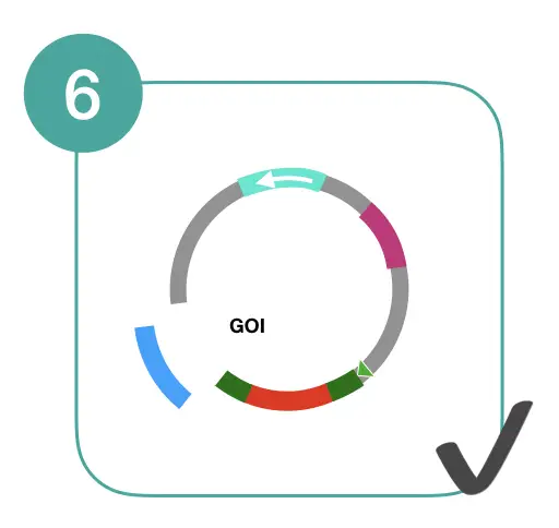 Gene Cloning Definitions Steps Procedure Applications And Limitations Genetic Education