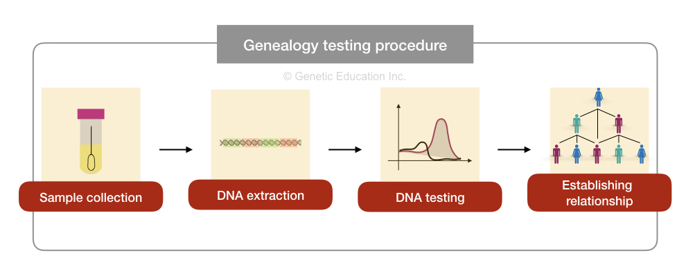 The brief process of genealogy testing