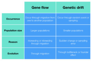 genetic drift and gene flow
