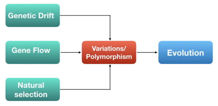 does gene flow increase or decrease variation does gene flow increase or decrease variation