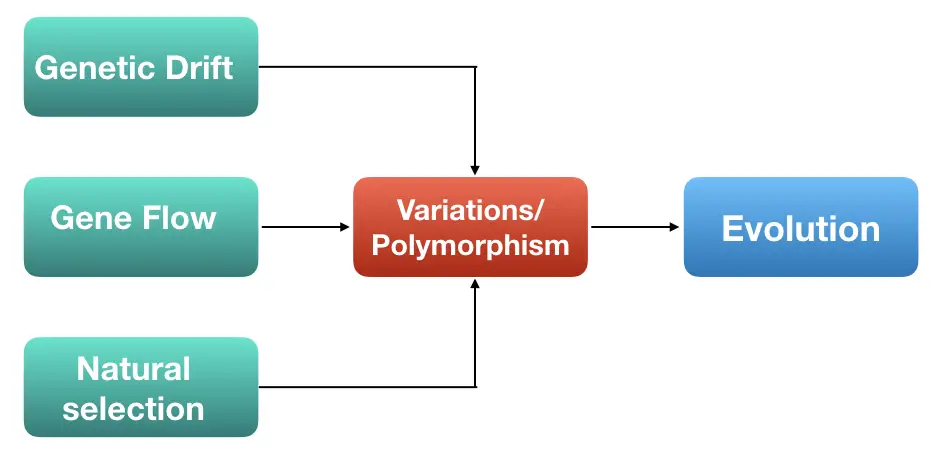 Comparison between Gene Flow vs Genetic Drift – Genetic Education