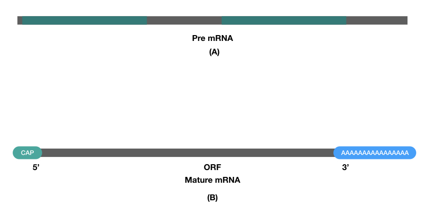 Difference between mRNA and mature mRNA with poly A tail. 