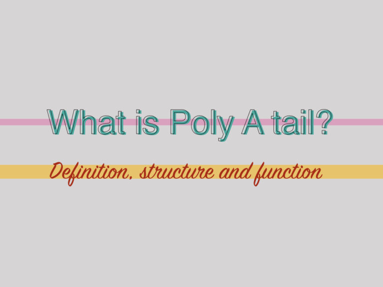 poly a tail