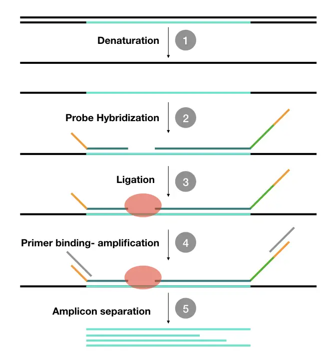 The steps and procedure of MLPA technique.