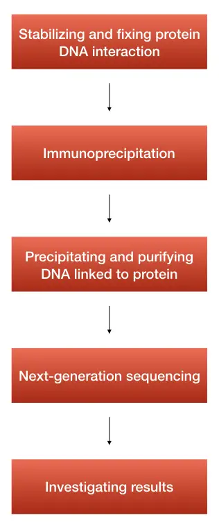 Steps and process of ChIP seq.