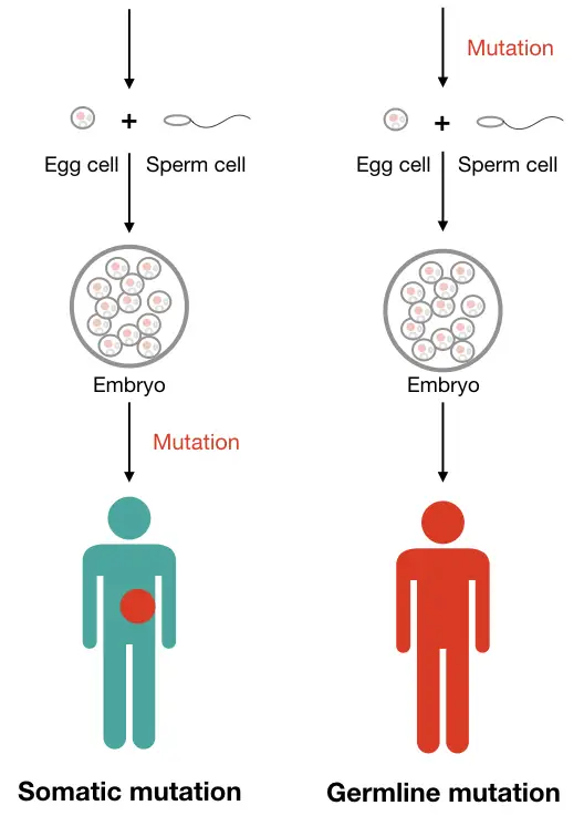 Graphical illustration of the difference between somatic and germline mutation. 