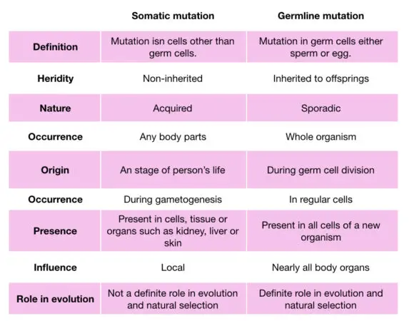 What Is Somatic And Germline Mutation? – Genetic Education