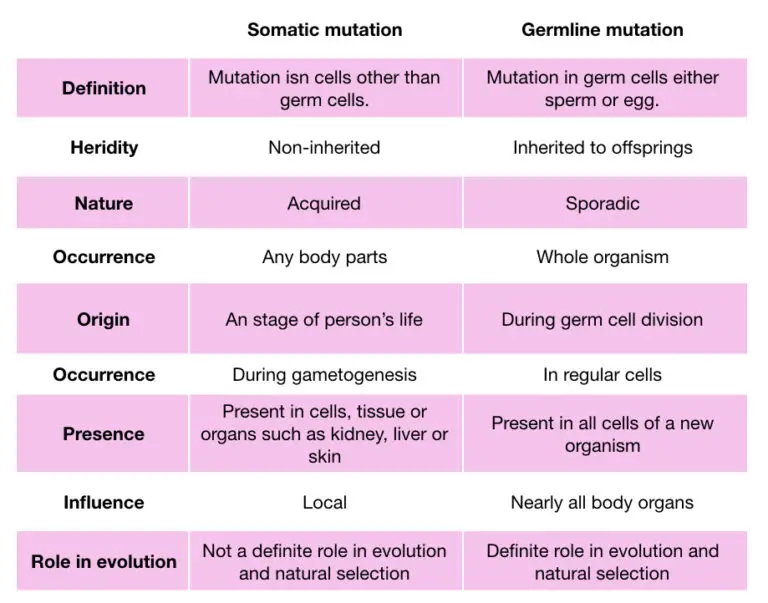 what-is-somatic-and-germline-mutation-genetic-education