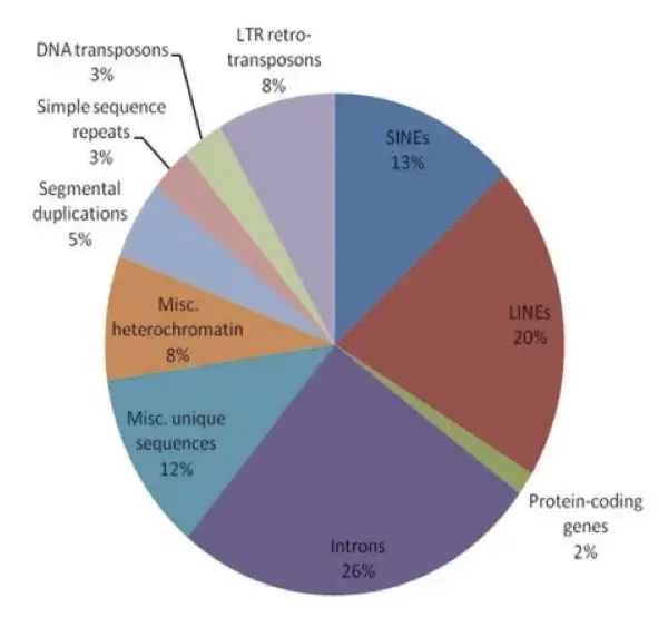 Image showing the percentage of different non-coding and coding DNA in the genome.