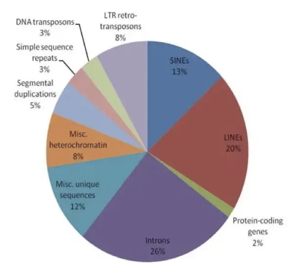 Image showing the percentage of different non-coding and coding DNA in the genome. 