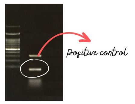 Positive PCR reaction control