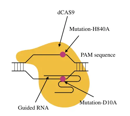 Graphical representation of the dCAS9 system.