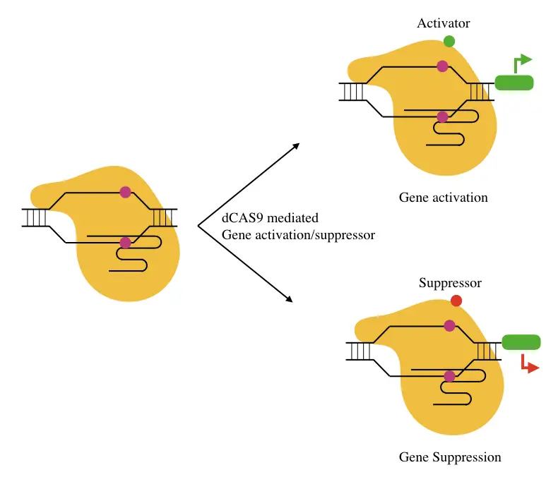 The process of activation and repression of gene expression by dCAS9 system.