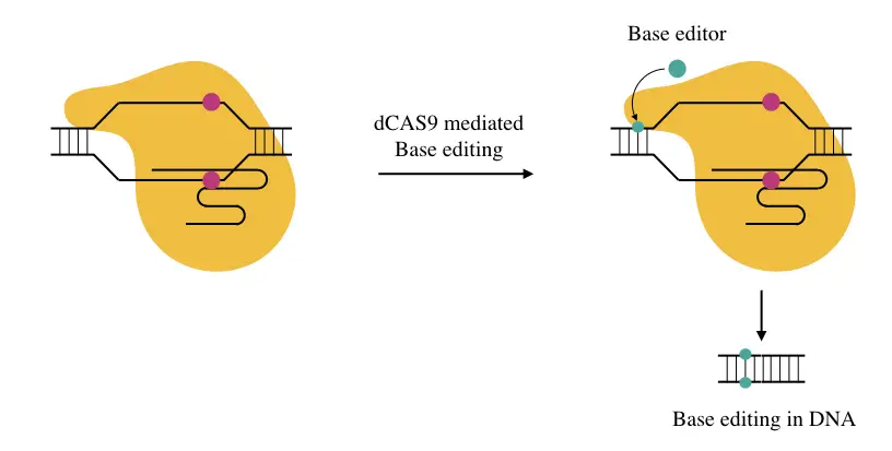 The process of base editing by dCAS9 system.