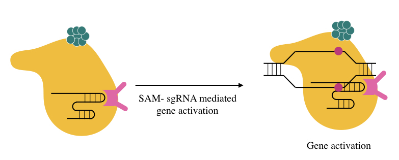 SAM-sgRNA mediated gene activation.